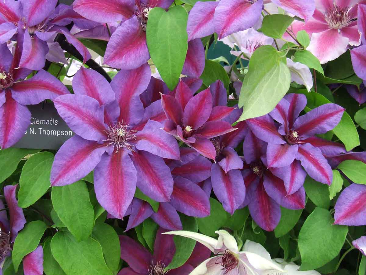 Clematis Mrs N Thompson Superior Quality Climbers Thorncroftclematis