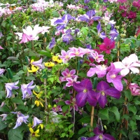 ALL CLEMATIS A-Z