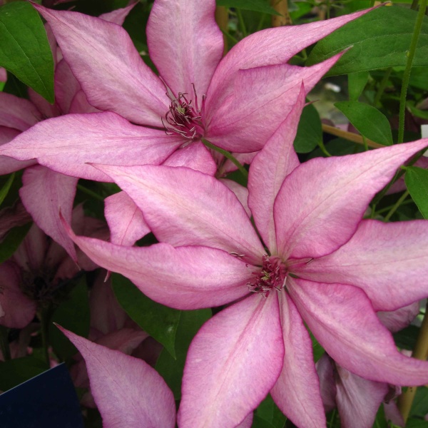Clematis GISELLE Evipo051