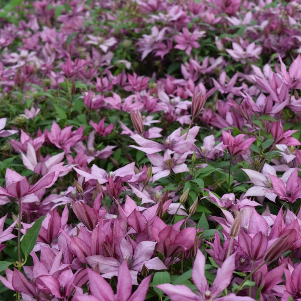 Clematis GISELLE Evipo051 Superior Quality Climbers ...