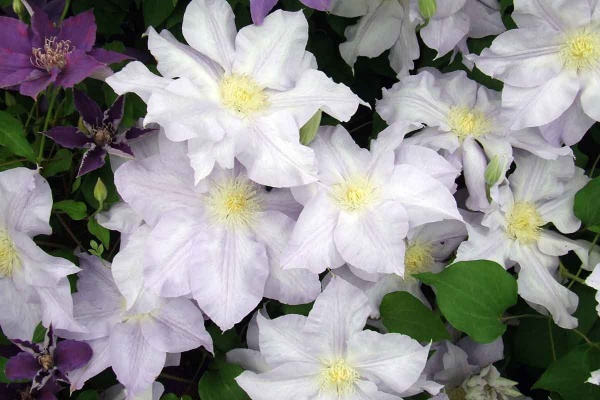 Clematis ICE BLUE Evipo003