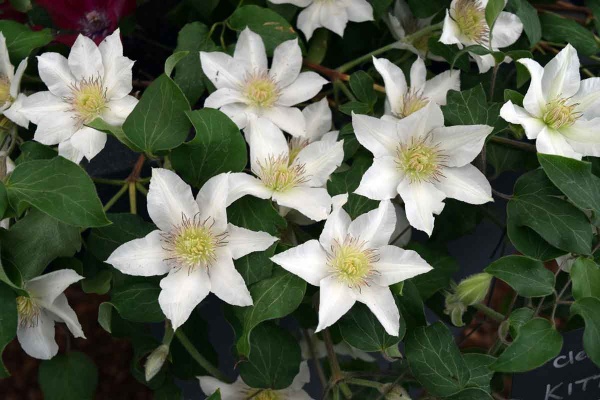 Clematis KITTY Evipo097
