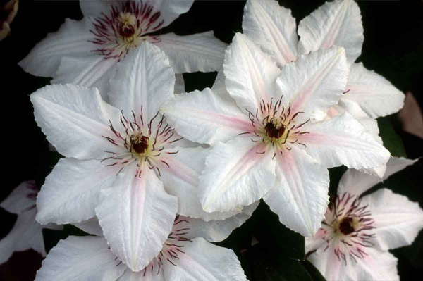 Clematis THE COUNTESS OF WESSEX Evipo073