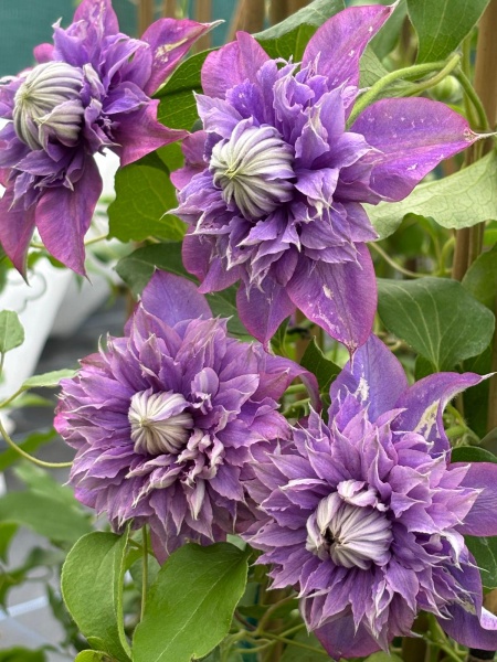 Buy Quality Clematis & Climbers|Thorncroft Clematis Superior Quality ...