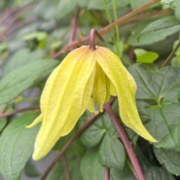 Clematis Golden Dream