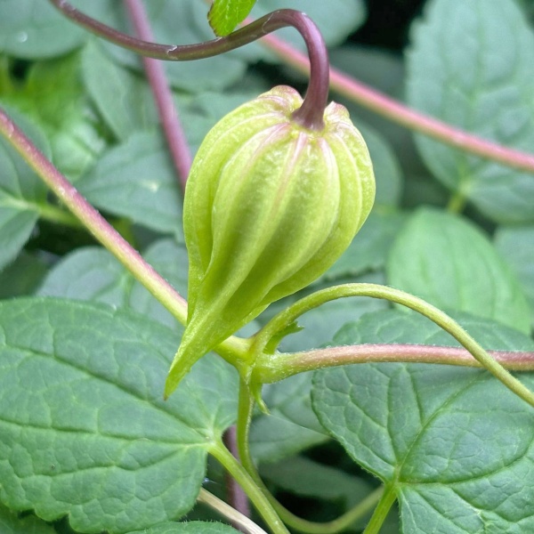 Clematis Golden Dream