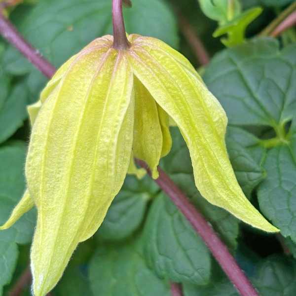 Clematis Golden Dream