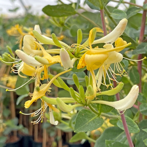 Lonicera periclymenum Graham Thomas