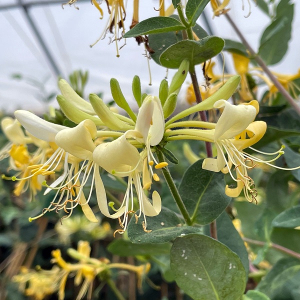 Lonicera periclymenum Graham Thomas