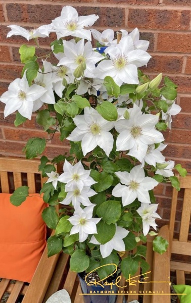 Clematis GUERNSEY FLUTE 'EviGsy153'