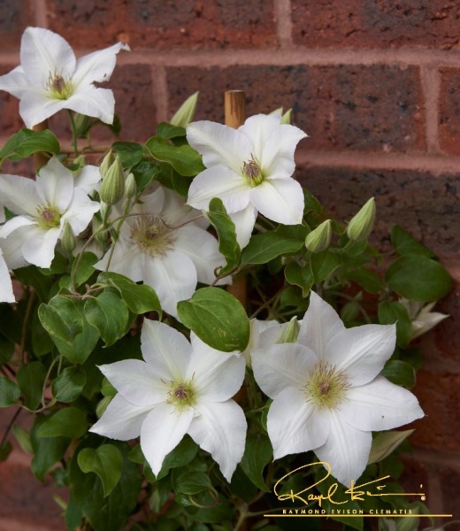 Clematis GUERNSEY FLUTE 'EviGsy153'