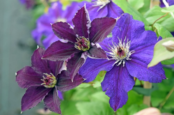 Clematis HAPPY BIRTHDAY 'Zohapbi'