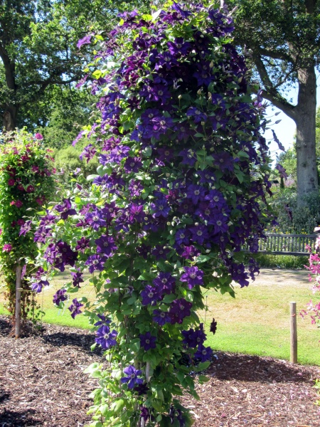 Clematis HAPPY BIRTHDAY 'Zohapbi'