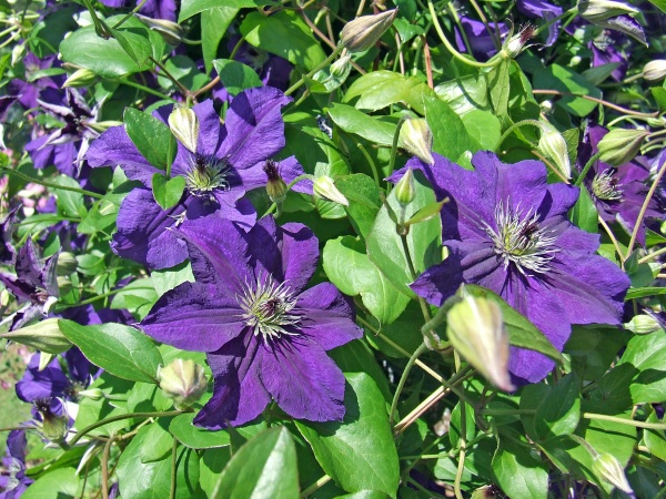 Clematis HAPPY BIRTHDAY 'Zohapbi'