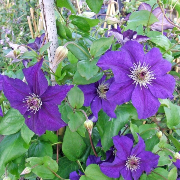 Clematis HAPPY BIRTHDAY 'Zohapbi'