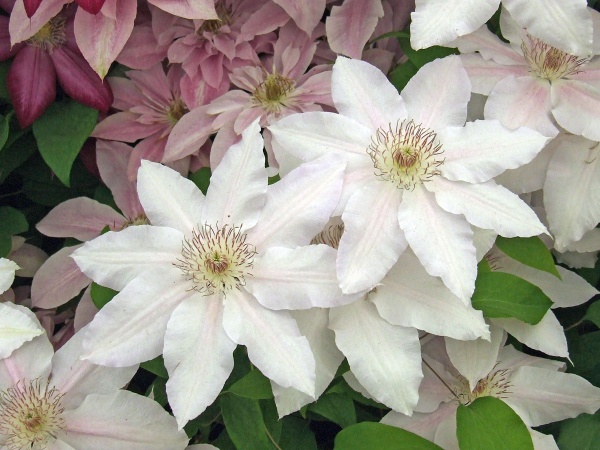 Clematis HYDE HALL Evipo009