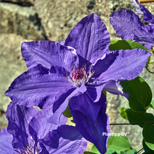 Clematis LINDSAY EvisGsy152