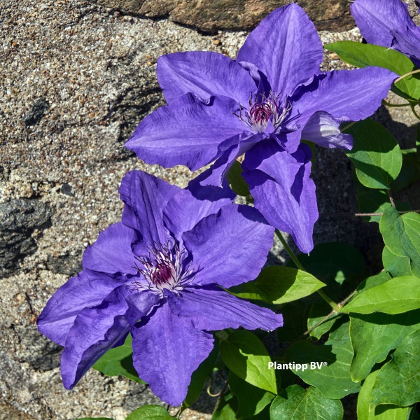 Clematis LINDSAY EvisGsy152