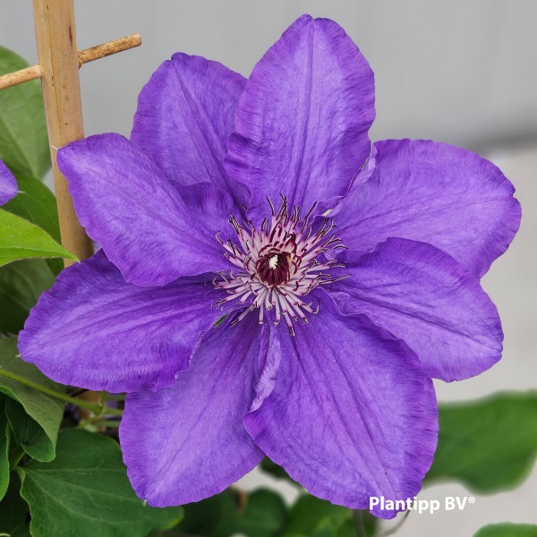 Clematis LINDSAY EvisGsy152