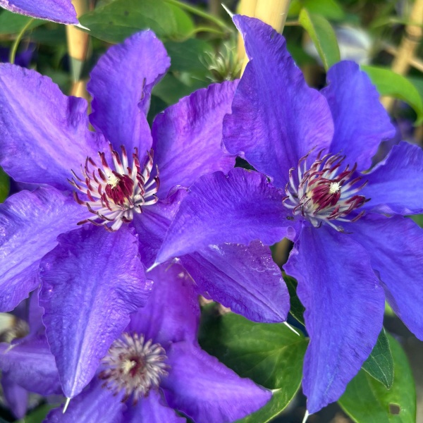 Clematis LINDSAY EvisGsy152