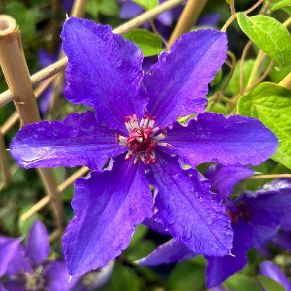 Clematis LINDSAY EvisGsy152