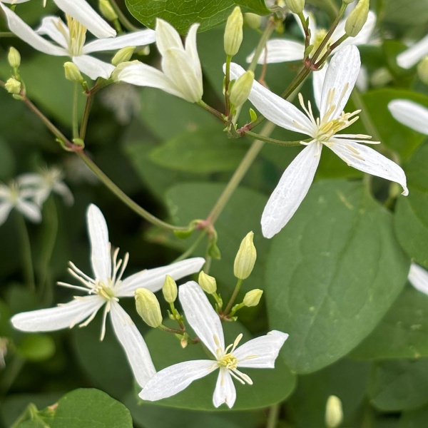 Clematis Sweet Scentsation