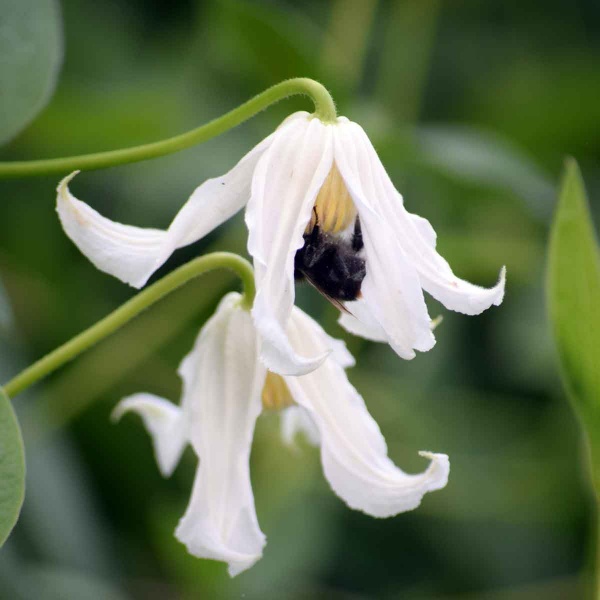 Buy Quality Clematis & Climbers|Thorncroft Clematis Premium Quality ...