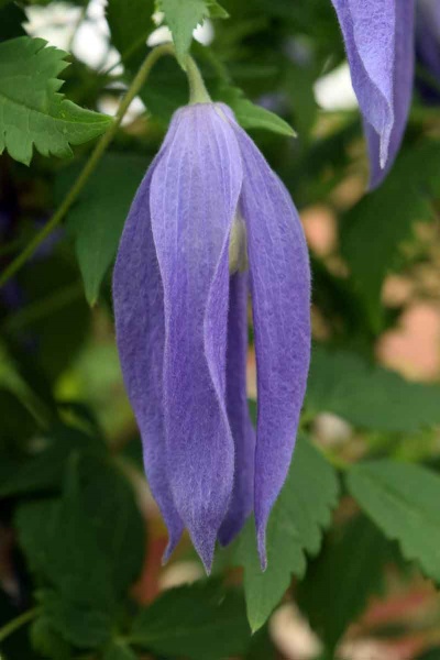 Clematis Blue Dancer