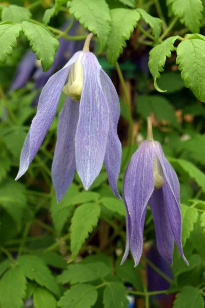 Clematis Blue Dancer