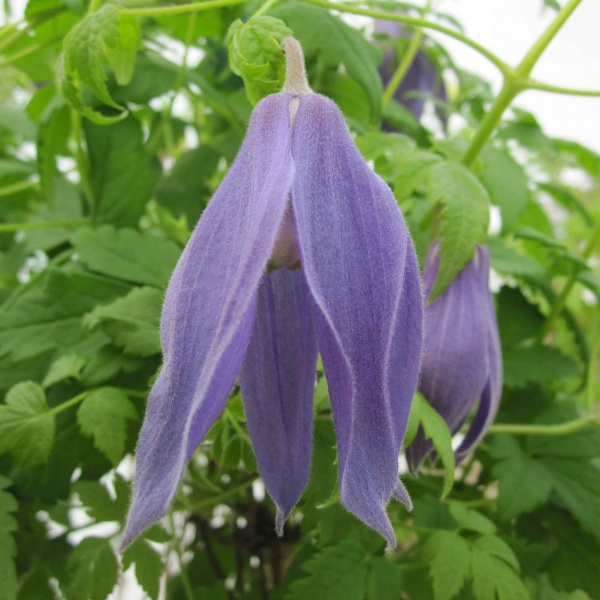 Clematis Blue Dancer