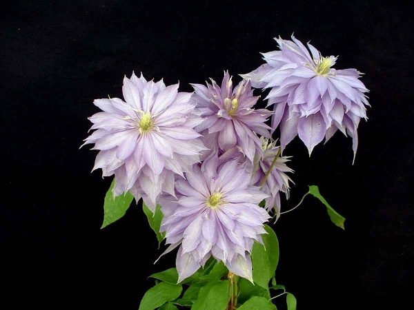 Clematis Countess of Lovelace