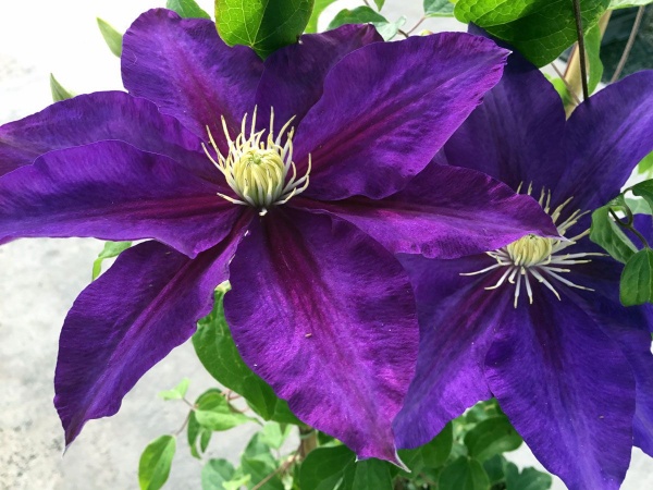 Clematis DUCHESS OF CORNWALL Evipo118