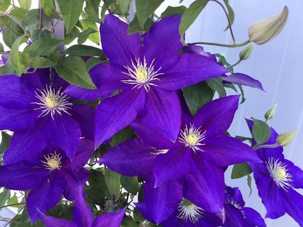 Clematis DUCHESS OF CORNWALL Evipo118