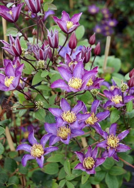 Clematis EXCITING 'Zoexci'