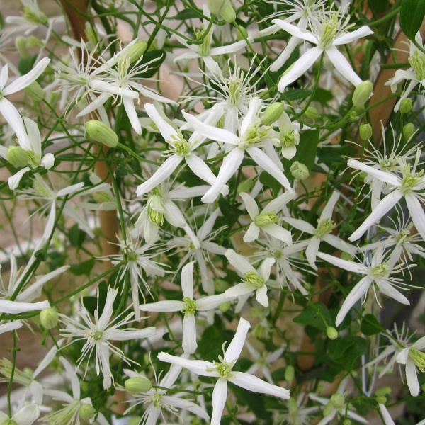 Clematis flammula