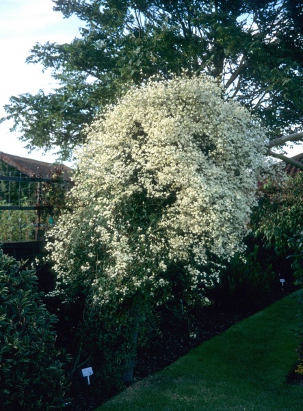 Clematis flammula