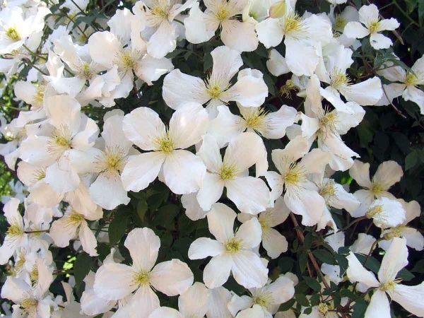 Clematis Grandiflora (montana var. grandiflora)