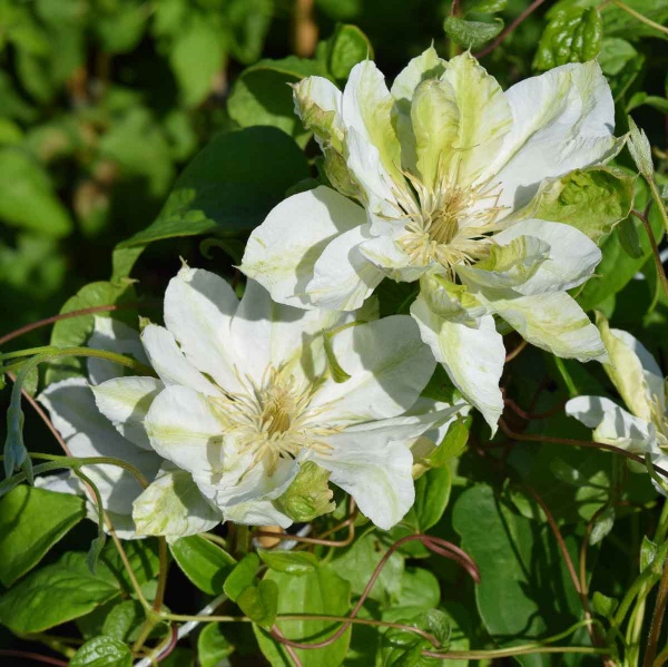 Clematis GREEN PASSION 'Zo11050'