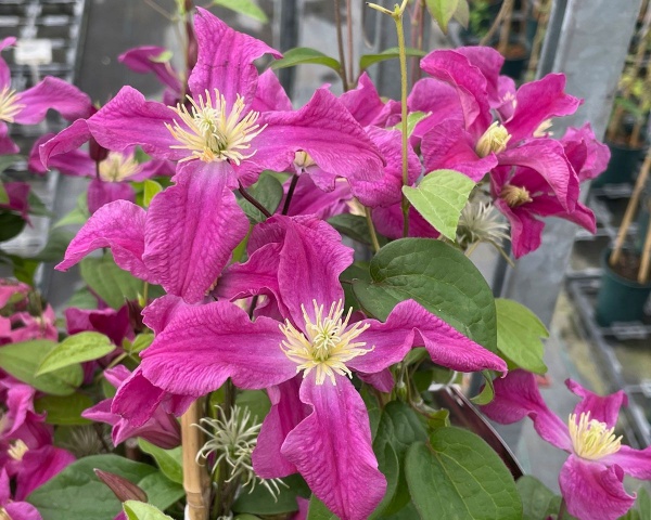 Clematis INSPIRATION 'Zoin'