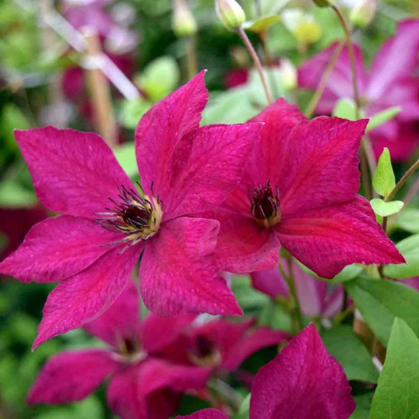 Clematis My Angel Superior Quality Climbers Thorncroftclematis Co Uk