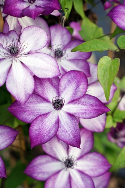 Clematis LAVALLEE No.1