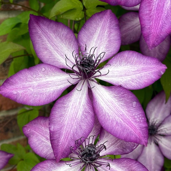 Clematis LAVALLEE No.1