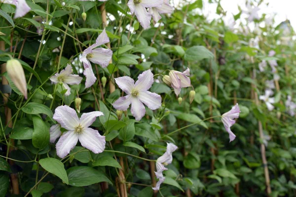 Clematis Little Nell