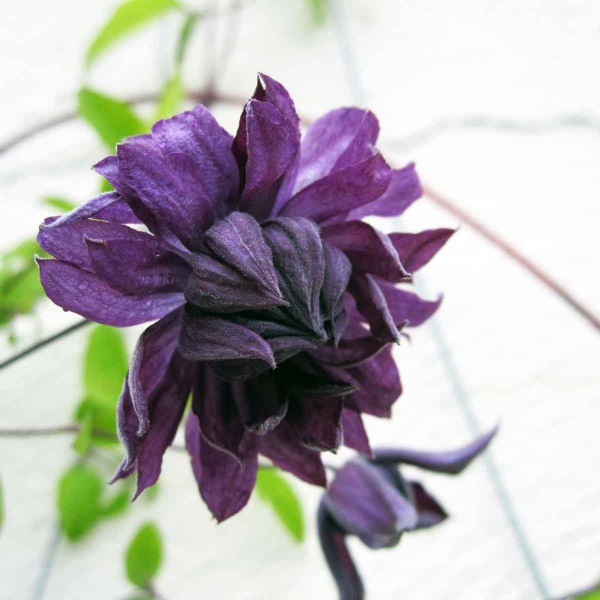 Clematis Mary Rose (viticella 'Flore Pleno')