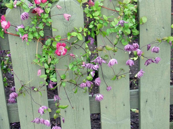Clematis Mary Rose (viticella 'Flore Pleno')
