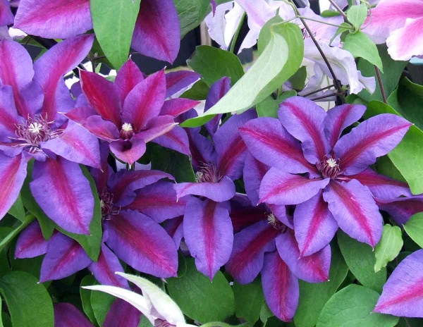 Clematis Mrs N. Thompson