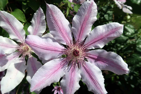 Clematis Nelly Moser