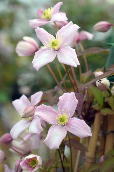 Clematis Odorata (montana var. rubens 'Odorata')
