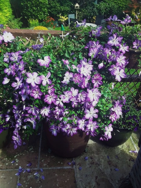 Clematis PERNILLE 'Zo09113'
