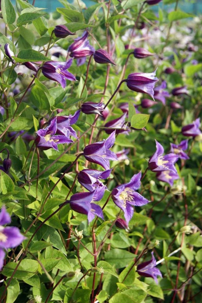 Clematis PRINCE WILLIAM 'Zo08171'